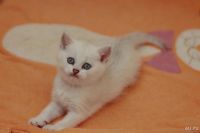 Лот: 9165411. Фото: 6. Продам британского котенка - кошечка...
