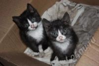 Лот: 475270. Фото: 3. Котятки в добрые руки. Растения и животные
