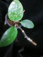 Лот: 13595272. Фото: 2. Хойя Hoya acuta stable pink spot... Комнатные растения и уход