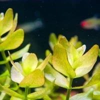 Лот: 9006538. Фото: 5. Бакопа Каролинская Bacopa caroliniana...