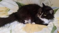 Лот: 8496308. Фото: 6. Кошечка Котяша в хорошие руки