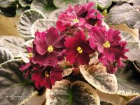 Лот: 4952765. Фото: 2. Фиалка ЛЕ-Король Артур, лист. Комнатные растения и уход