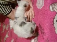 Лот: 13691008. Фото: 2. сиамские котятки. Животные и уход