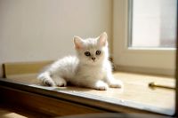 Лот: 11739361. Фото: 4. Британский котенок 2 мес - мальчик1... Красноярск