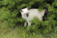 Лот: 2210767. Фото: 2. Шикарный котенок редкой породы... Животные и уход