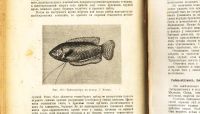 Лот: 18627295. Фото: 21. Н.Ф. Золотницкий . Аквариум любителя...