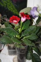 Лот: 5304395. Фото: 2. Глоксиния красная аванти (цветет... Комнатные растения и уход