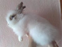 Лот: 739540. Фото: 2. декоративный кролик- ангорочка... Животные и уход