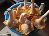 Лот: 6853827. Фото: 3. Грибы лисички замороженные,вкусные... Красноярск