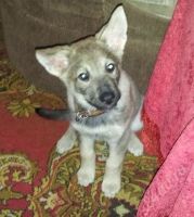 Лот: 2441894. Фото: 3. Щенок 4 месяца. Растения и животные