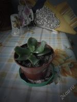 Лот: 2278529. Фото: 2. детка денежного дерева( листик... Комнатные растения и уход