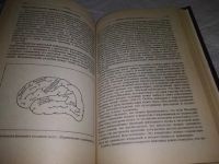 Лот: 19871363. Фото: 8. Красота и мозг. Биологические...