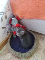 Лот: 16293125. Фото: 2. Спальник для кошек. Животные и уход