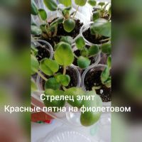 Лот: 10625560. Фото: 2. детка фиалки стрелец элит. Комнатные растения и уход