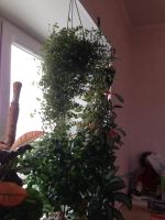 Лот: 7535914. Фото: 2. традесканция. Комнатные растения и уход