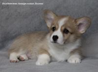 Лот: 24785841. Фото: 2. Щенки вельш-корги пемброк. Животные и уход
