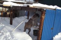 Лот: 1536914. Фото: 4. Щенки Алабай (среднеазиат) остался... Красноярск