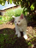 Лот: 2968452. Фото: 2. котята. Животные и уход