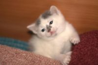 Лот: 3287602. Фото: 2. Котята, 1 месяц. Животные и уход