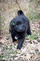 Лот: 10513863. Фото: 6. Красивые щенульки ищут дом
