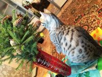 Лот: 7021787. Фото: 2. Отдам кошку порода бенгал - британец. Животные и уход