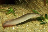 Лот: 9045893. Фото: 3. Макрогнатус глазчатый (Macrognathus... Растения и животные