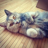 Лот: 7826097. Фото: 4. Британский котенок девочка. Красноярск