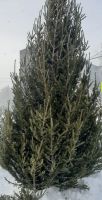 Лот: 18433324. Фото: 2. Елка Ель. Новый год!
