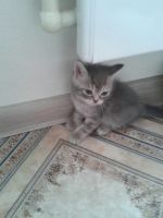 Лот: 9945588. Фото: 2. Продам котят шотландской породы. Красноярск