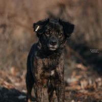 Лот: 18408342. Фото: 3. Собака. Растения и животные