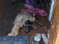 Лот: 4286707. Фото: 7. Котята ищут хозяев!!!(Срочно...