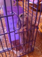 Лот: 6191820. Фото: 4. Джунгарский хомячек с клеткой... Красноярск