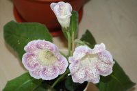 Лот: 4153048. Фото: 4. Глоксиния (ситец фиолетовый, цена... Красноярск