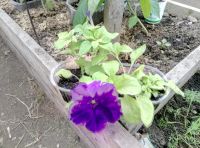 Лот: 9425860. Фото: 4. Петунья ниагарский водопад. Красноярск