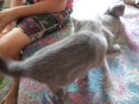 Лот: 7657469. Фото: 6. Котята Британцы