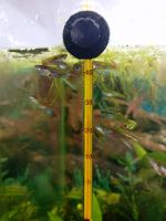 Лот: 25526004. Фото: 3. Гуппи (мальки). Растения и животные