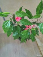 Лот: 9342906. Фото: 2. Гибискус. Комнатные растения и уход
