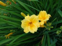 Лот: 19223923. Фото: 6. Лилейник гибридный Стелла Де Оро