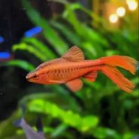 Лот: 18715683. Фото: 2. Вуалевый Вишневый барбус алая... Аквариумистика