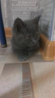 Лот: 4237209. Фото: 2. Шотландский котенок. Животные и уход