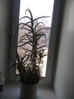 Лот: 18797327. Фото: 2. Алоэ цветок 5 лет. Комнатные растения и уход