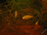 Лот: 643236. Фото: 2. молодь лабидохромис еллоу(фото... Аквариумистика