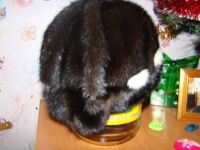 Лот: 3606901. Фото: 3. Продам натуральную норковую новую... Одежда, обувь, галантерея