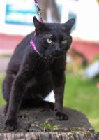 Лот: 7765126. Фото: 5. Коты мышеловы бесплатно
