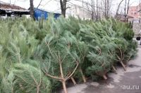 Лот: 8657214. Фото: 3. Живая новогодняя елка, пышная... Сувениры, подарки