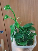 Лот: 17507122. Фото: 2. Орхидея ваниль. Комнатные растения и уход