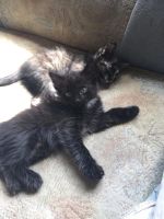 Лот: 16180412. Фото: 5. Котята мышеловы.