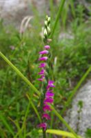 Лот: 6336307. Фото: 4. Скрученник китайский (Spiranthes... Красноярск