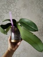 Лот: 25838117. Фото: 5. Орхидея фаленопсис отцвел