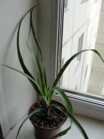 Лот: 3041821. Фото: 4. Бильбергия поникающая (Слезы королевы... Красноярск